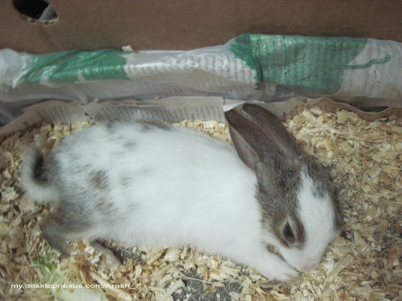 white and gray rabbit in a box