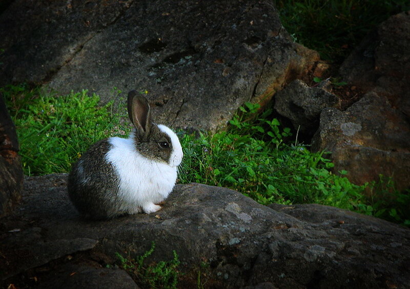 White and Gray Rabbit