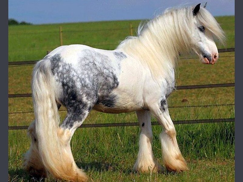 white and gray spotted horse