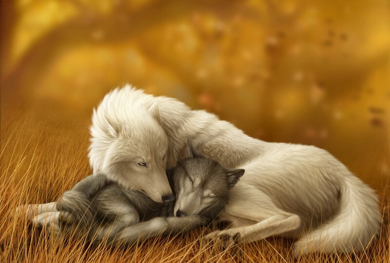 White and Gray Wolves