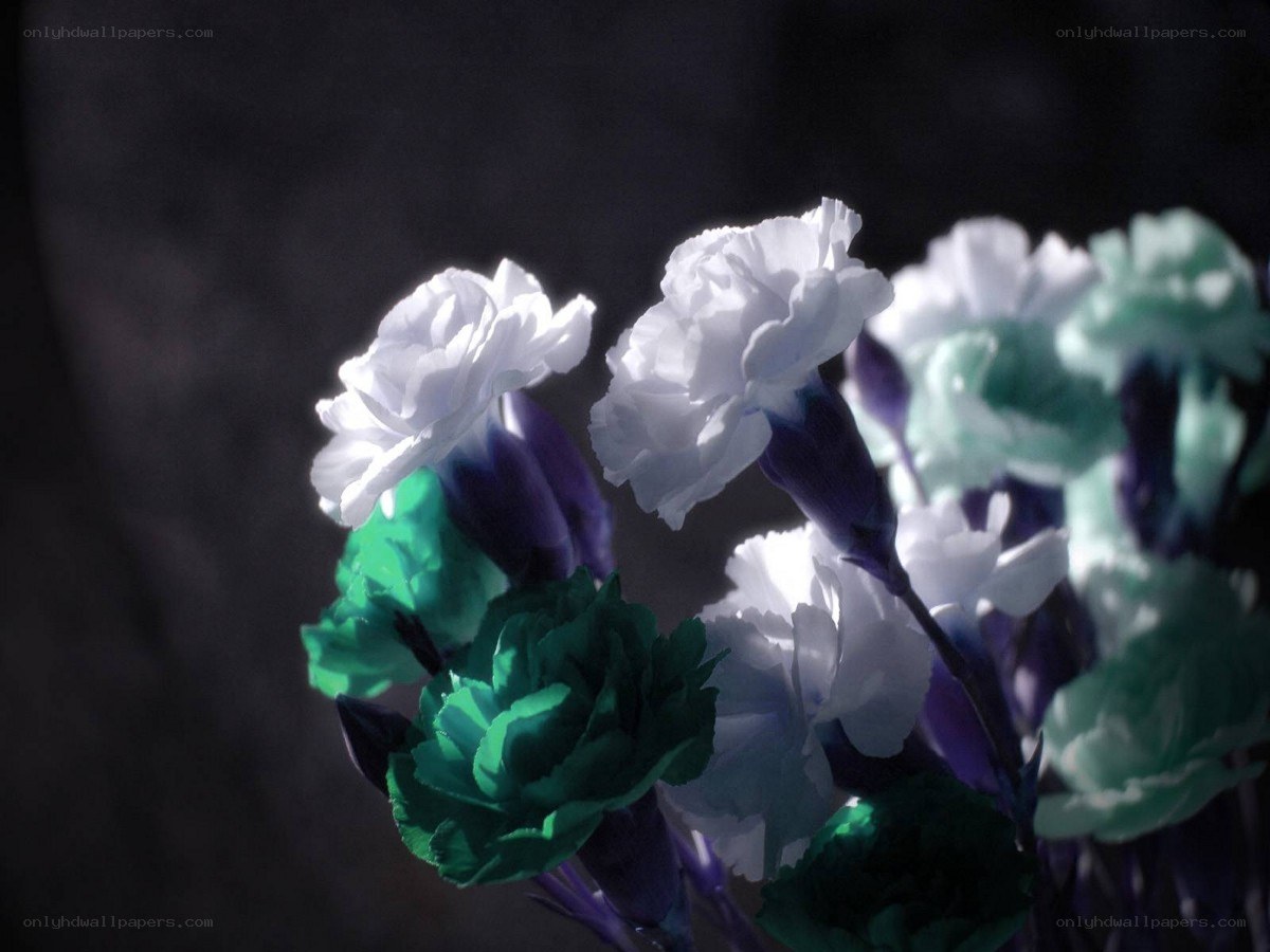 white and green carnations in shadow