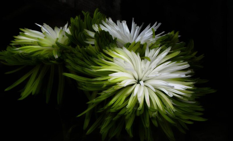 White and Green Chrysanthemums