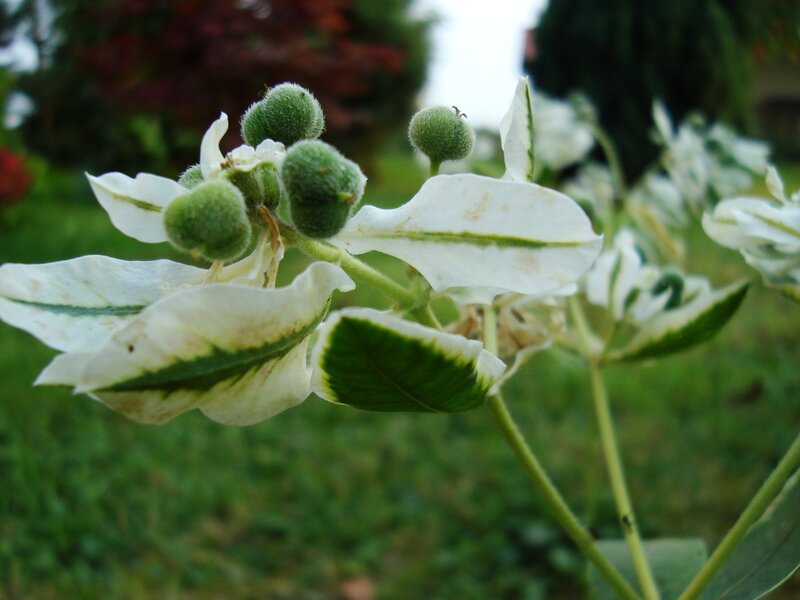White and Green Flower — Calm