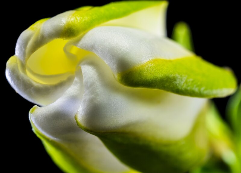 White and Green Flower
