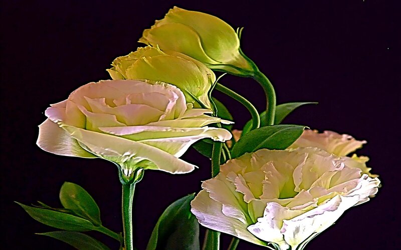 White and Green Flowers — Dramatic