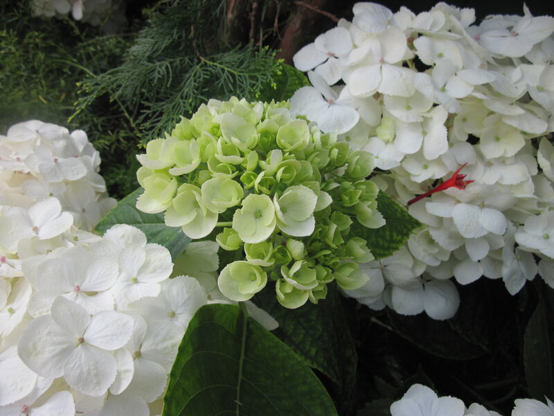 White and Green Hydrangea — Calm