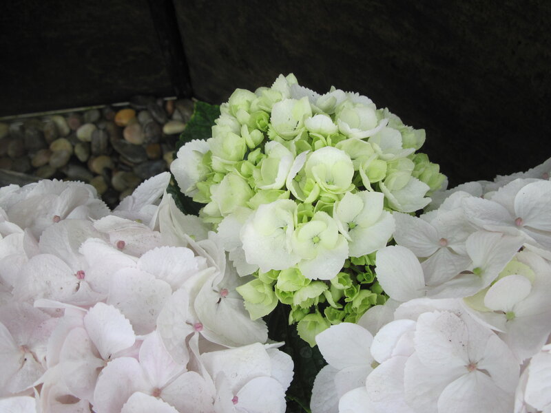 White and Green Hydrangeas