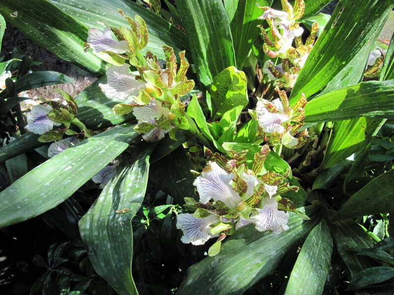 White and Green Orchid — Serene