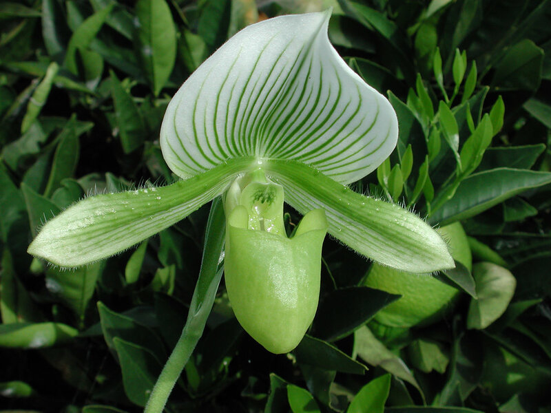 White and Green Orchid