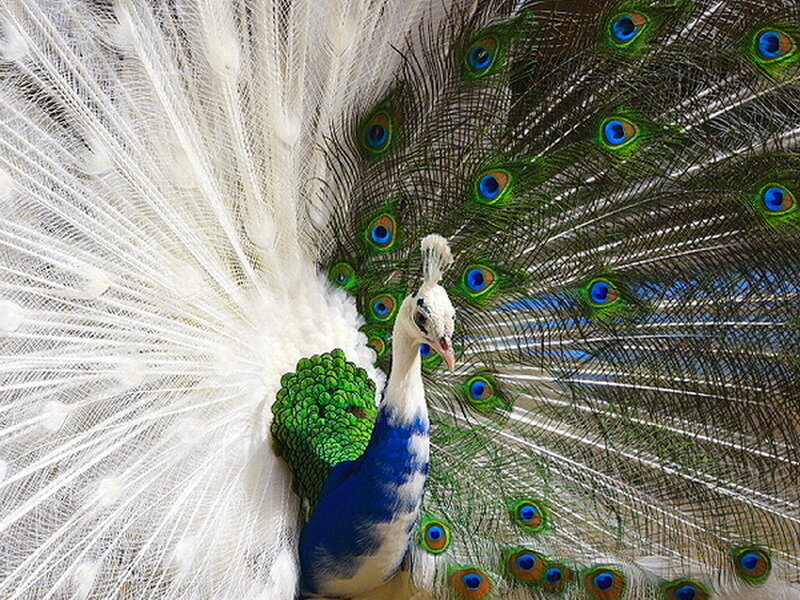 White and Green Peacock