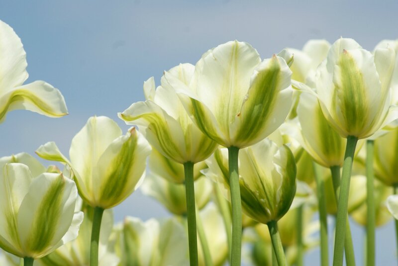 White and Green Tulips