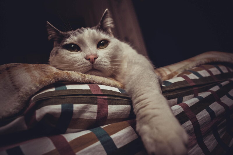 White and Grey Cat — Calm, Night