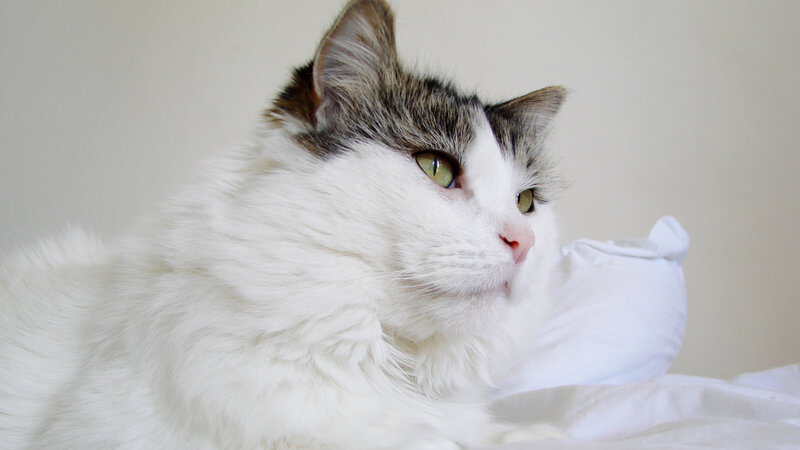 White and Grey Cat — Calm, Photograph, Pillow