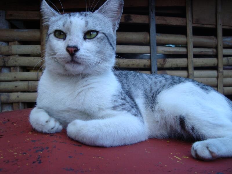 White and Grey Cat — Calm, Photograph