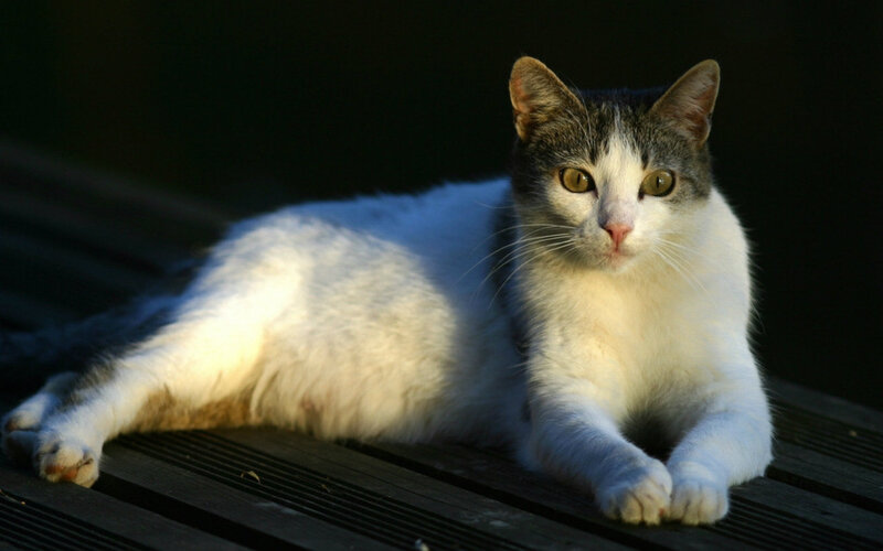 White and Grey Cat — Calm, Sunset