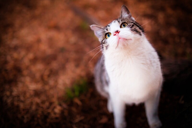 White and Grey Cat — Curious