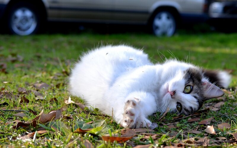 White and Grey Cat — Green, Calm