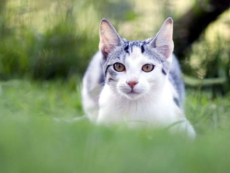 White and Grey Cat — Green
