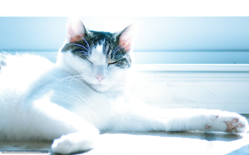 White and Grey Cat — Serene