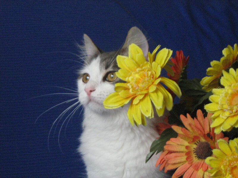 White and Grey Cat