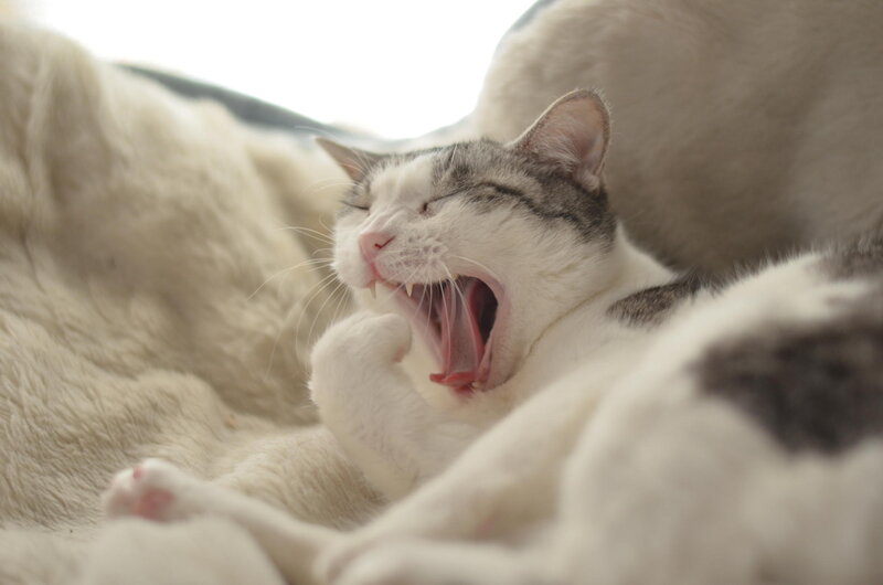 White and Grey Cat Yawning