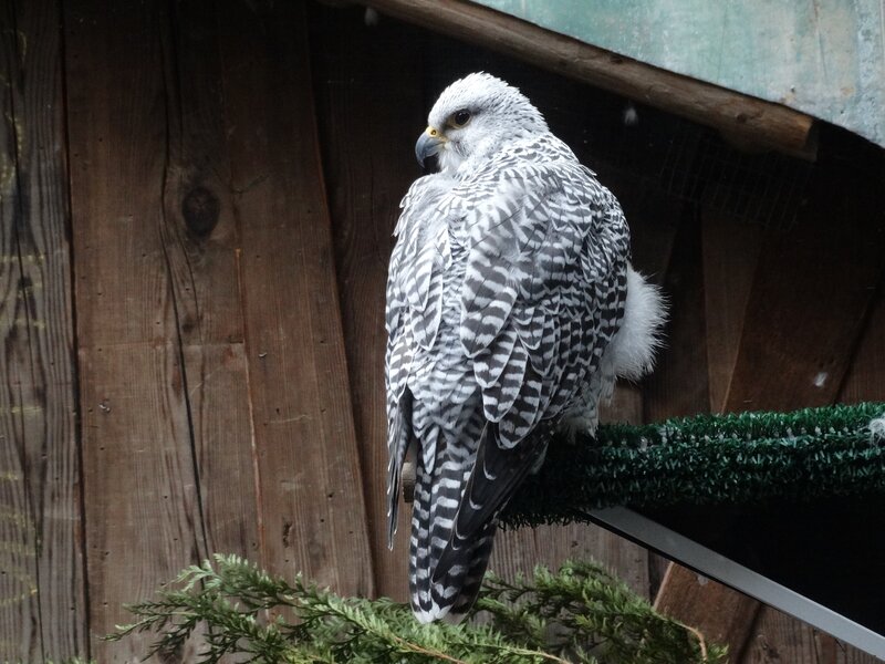 White and Grey Falcon
