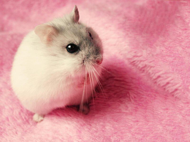 White and Grey Hamster