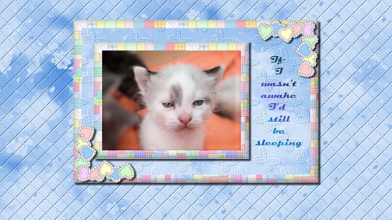 White and Grey Kitten — Blue