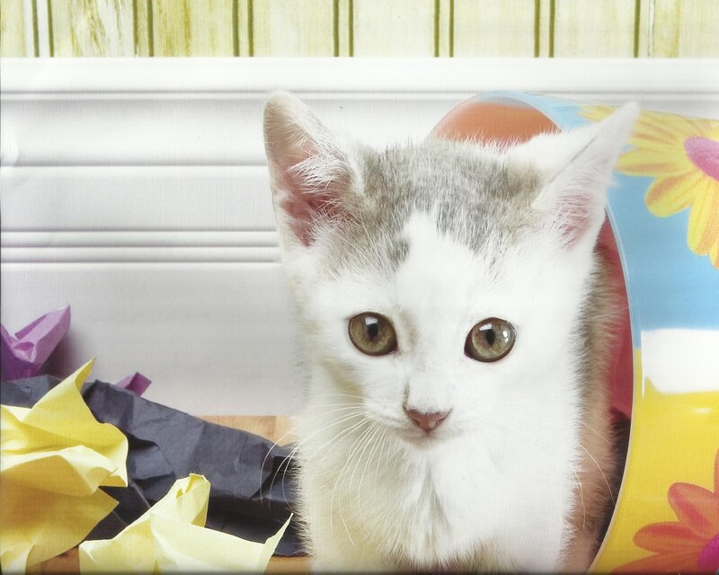 White and Grey Kitten — Calm, Photograph