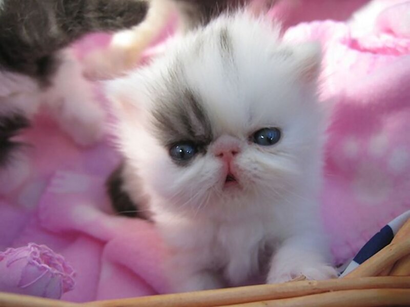 White and Grey Kitten — Calm