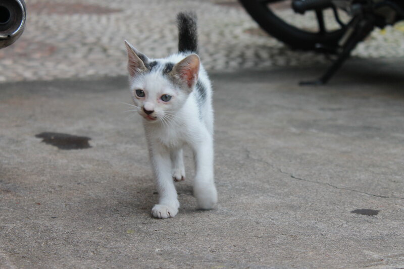 White and Grey Kitten — Curious