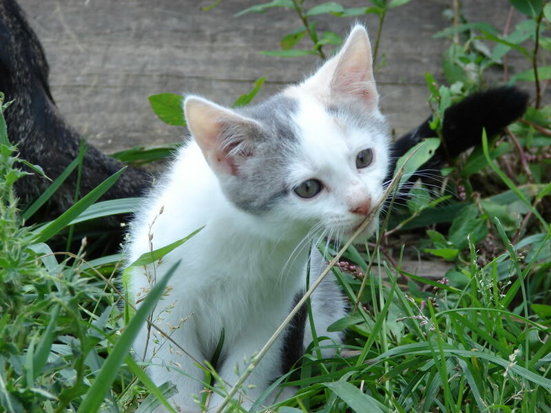 white and grey kitten in grass