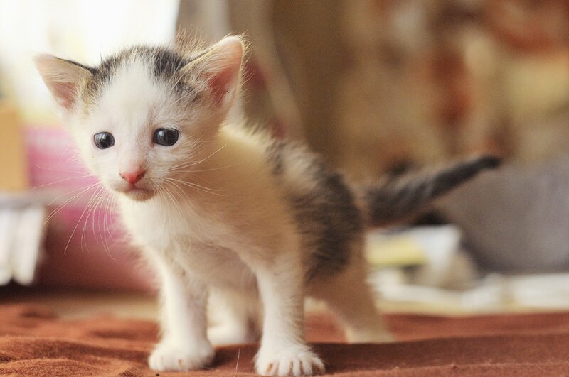 White and Grey Kitten — Innocent