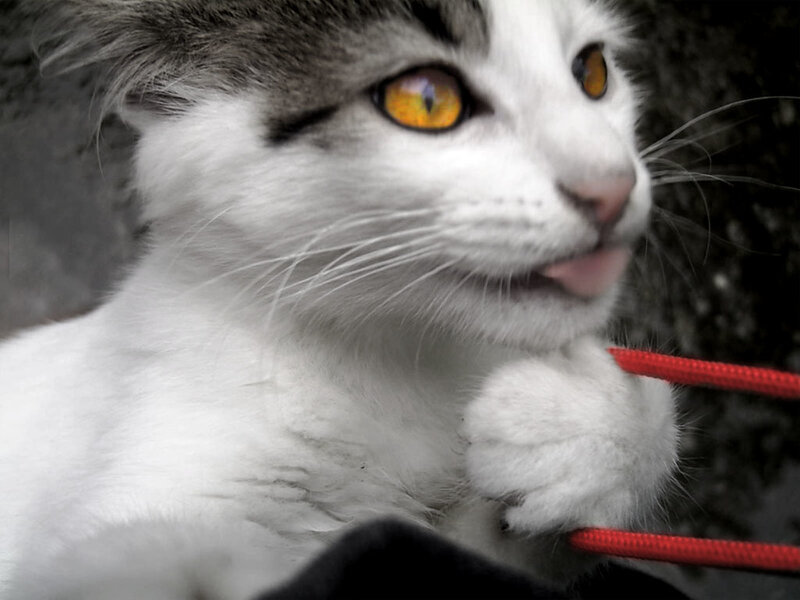 White and Grey Kitten