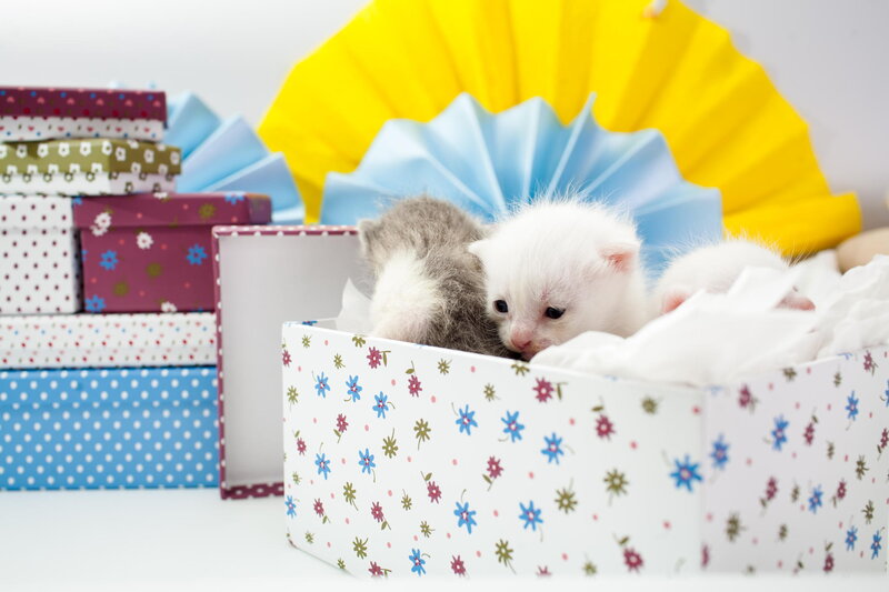 White and Grey Kittens