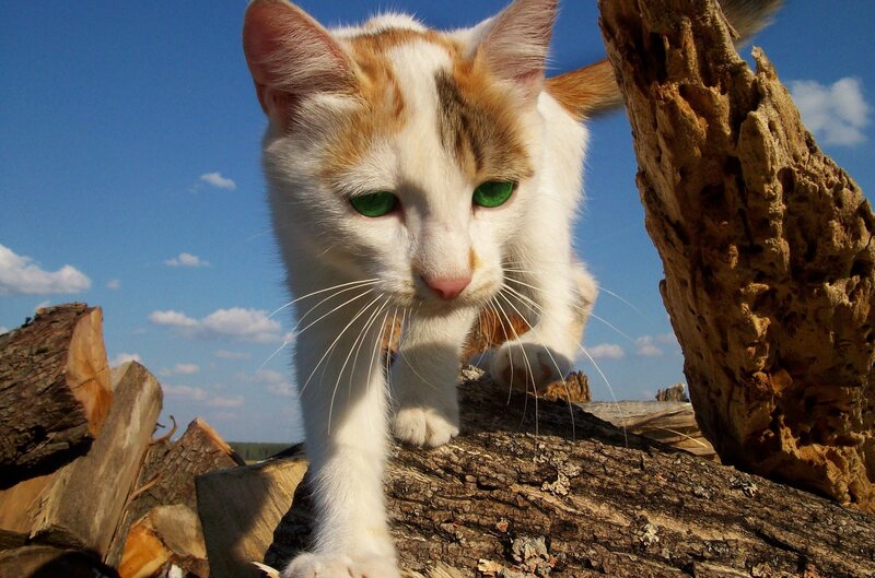 White and Orange Cat — Blue, Calm, Afternoon