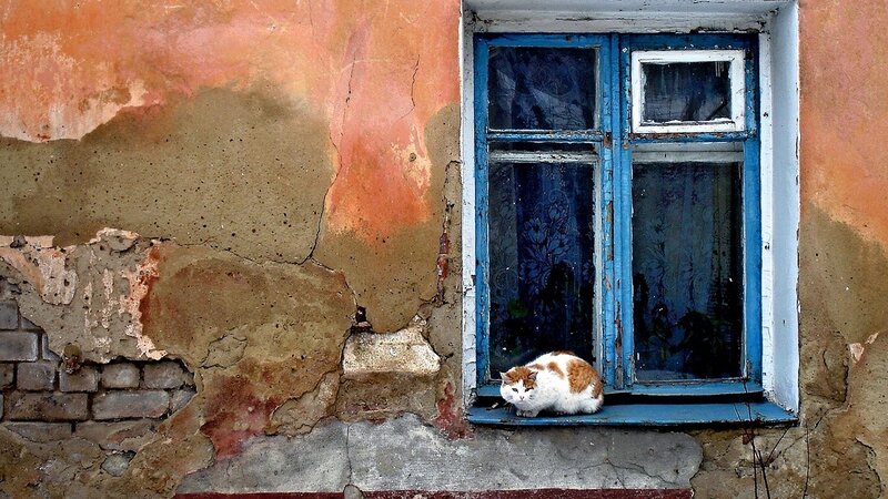 White and Orange Cat — Blue, Calm