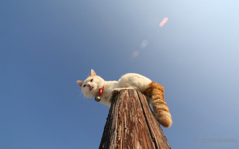 White and Orange Cat — Blue