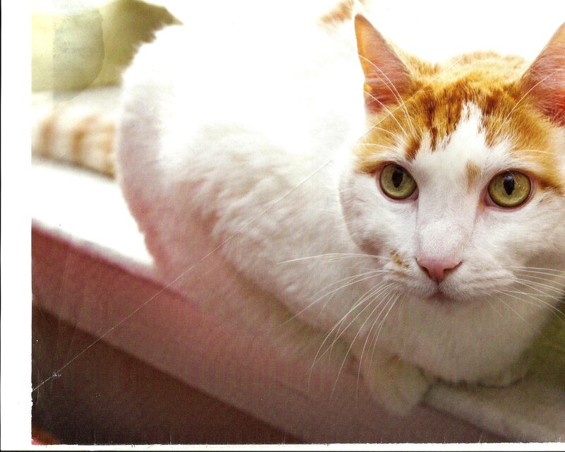 White and Orange Cat — Calm, Afternoon