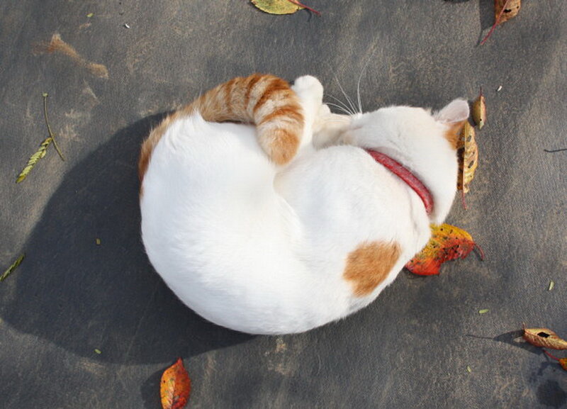White and Orange Cat — Calm, Autumn