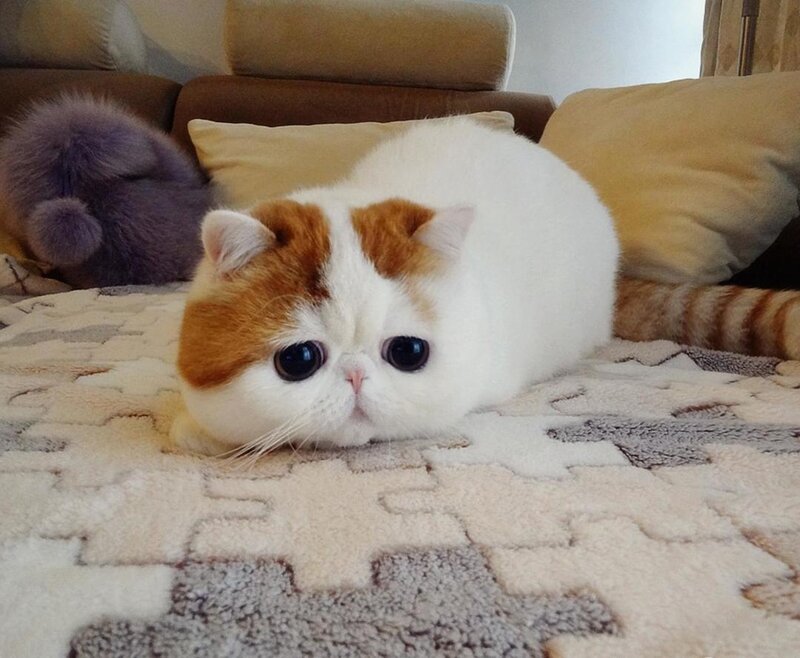 White and Orange Cat — Calm, Photograph, Couch