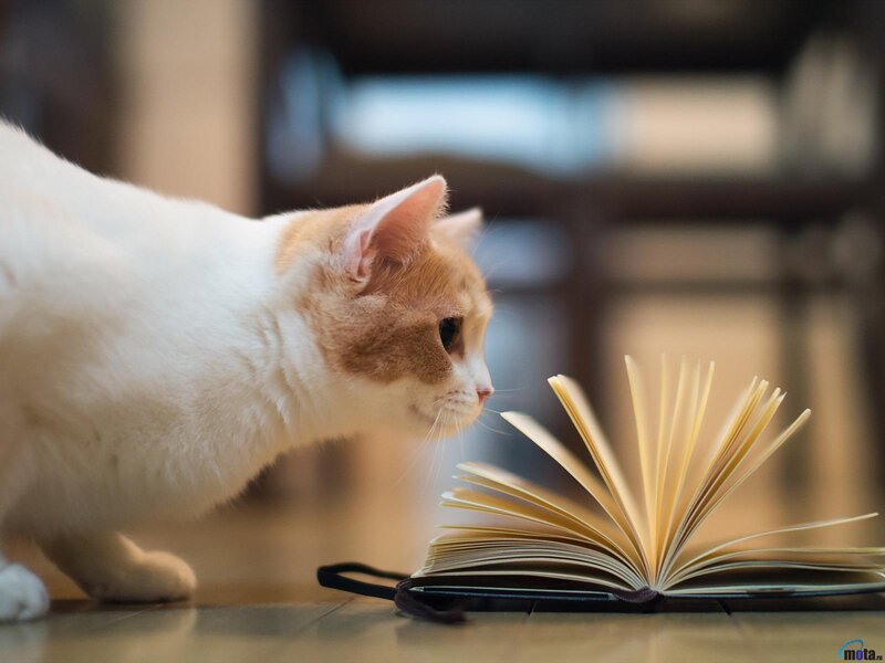 White and Orange Cat — Calm, Photograph