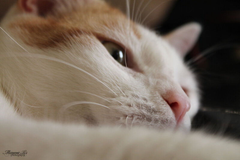 White and Orange Cat — Calm, Photograph, Whiskers