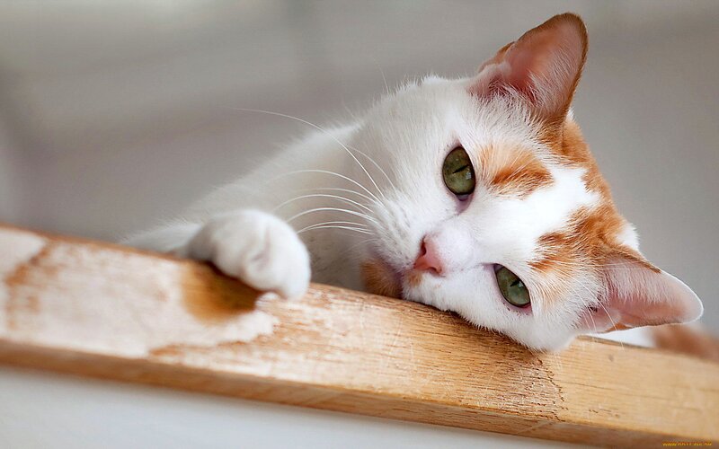 White and Orange Cat — Calm, Photograph, Wooden Surface