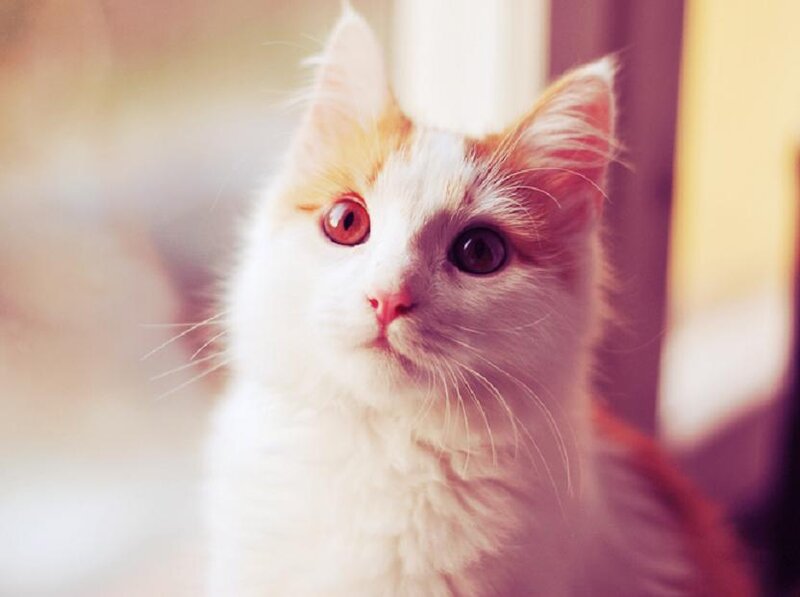 White and Orange Cat — Calm