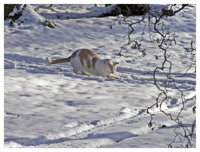 White and Orange Cat — Calm, Winter