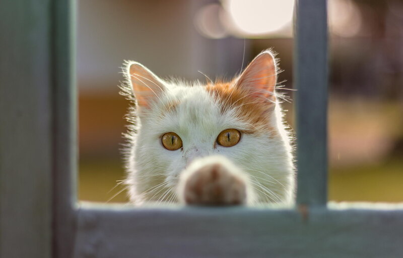 White and Orange Cat — Curious, Afternoon