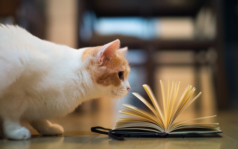 White and Orange Cat — Curious, Photograph, Book