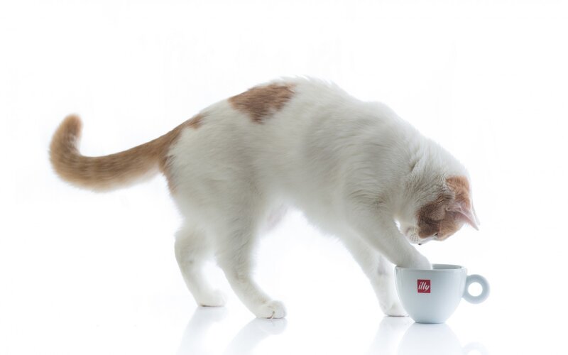 White and Orange Cat — Curious, Photograph, Cup