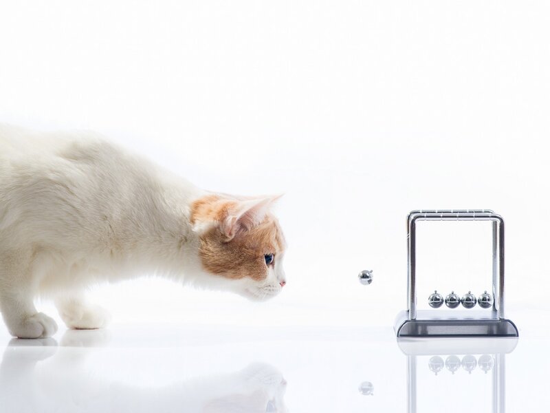 White and Orange Cat — Curious, Photograph